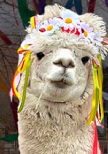 Выставка «Фермерская Масленица, Широкая и Щедрая» Выставка «Фермерская Масленица, Широкая и Щедрая»