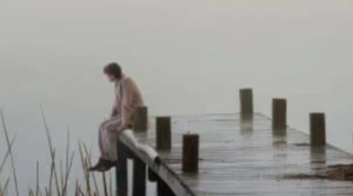 Чайка Чайка