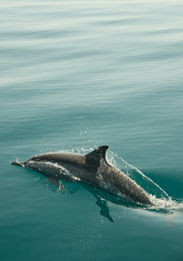 Аттракцион «Swimming With Dolphins»