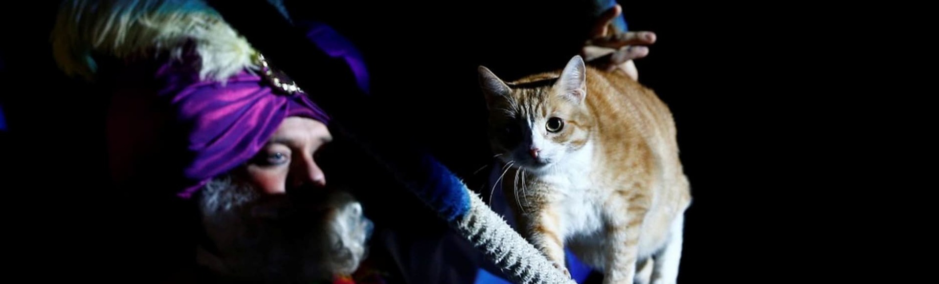 Билеты на новогодний спектакль "Кошки против Барабаса"
Билеты на новогодний спектакль "Кошки против Барабаса"