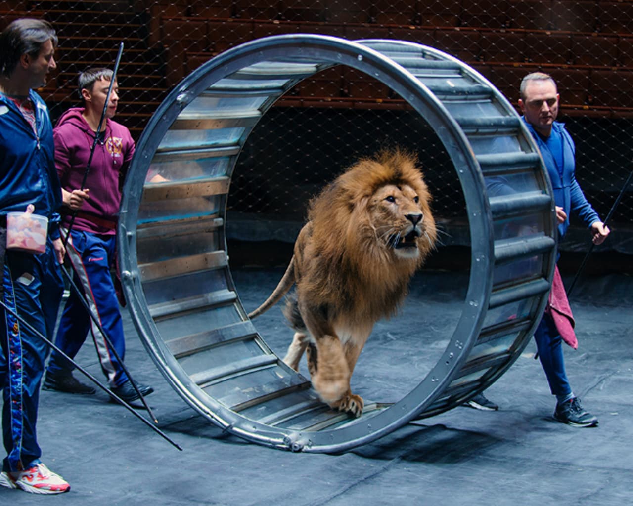 Билеты на открытую репетицию в цирке в Цирке на Вернадского – купить онлайн