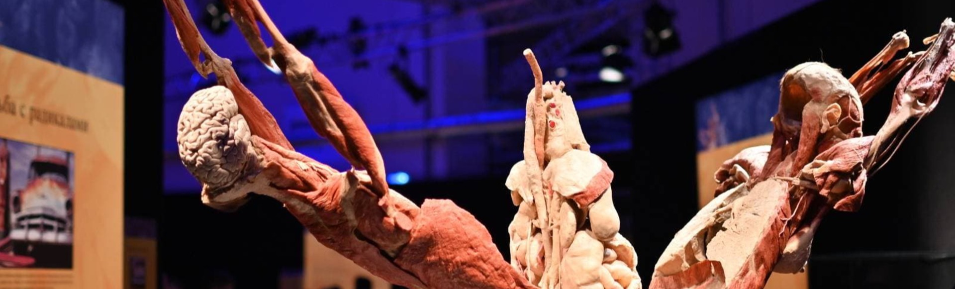 Билеты на выставку Body Worlds. Мир тела Билеты на выставку Body Worlds. Мир тела
